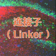 连接子（Linker）